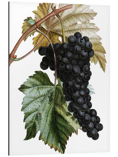 Aluminium print Grape Muscat Noir