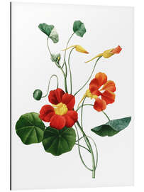 Aluminium print nasturtium