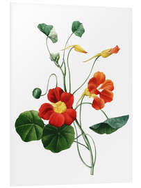 Foam board print nasturtium