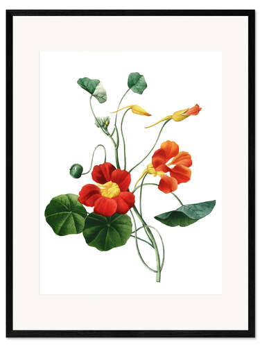 Plakat artystyczny premium w ramie nasturtium