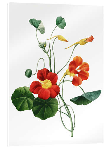 Gallery print nasturtium