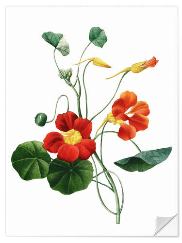 Wall sticker nasturtium