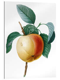 Gallery print calville blanc apple