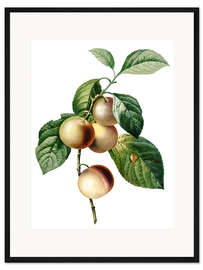 Gerahmter Kunstdruck Holzapfel