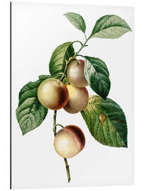 Magnettafel Holzapfel