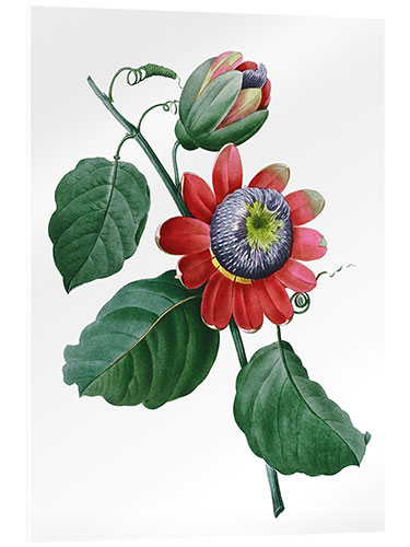 Cuadro de metacrilato passionflower