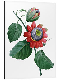 Aluminium print passionflower