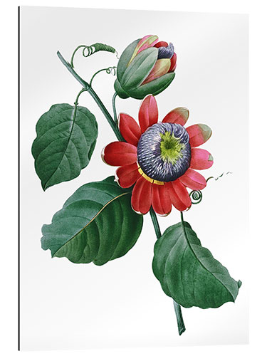 Gallery print passionflower