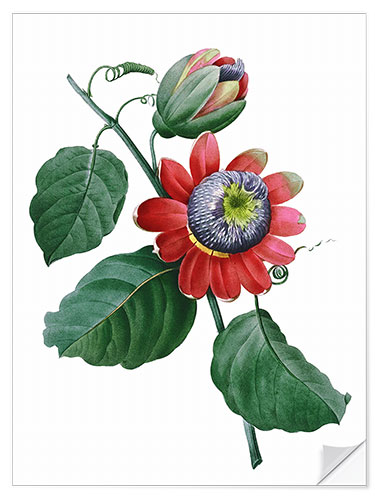 Selvklebende plakat passionflower