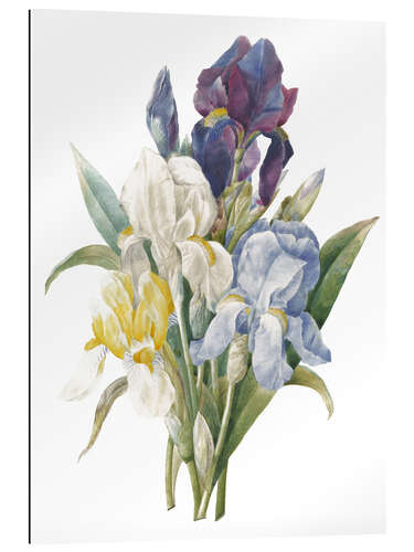 Gallery print Iris