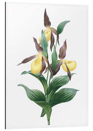 Magnettafel cypripedioideae