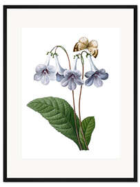 Gerahmter Kunstdruck Gloxinia