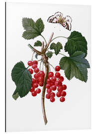 Alumiinitaulu red currant