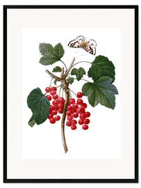 Inramat konsttryck red currant