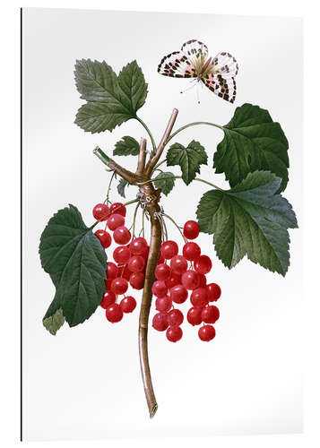 Galleriprint red currant