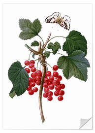 Naklejka na ścianę red currant