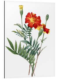 Aluminium print tagetes