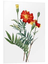 Foam board print tagetes