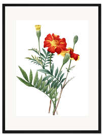 Gerahmter Kunstdruck Sammetblume