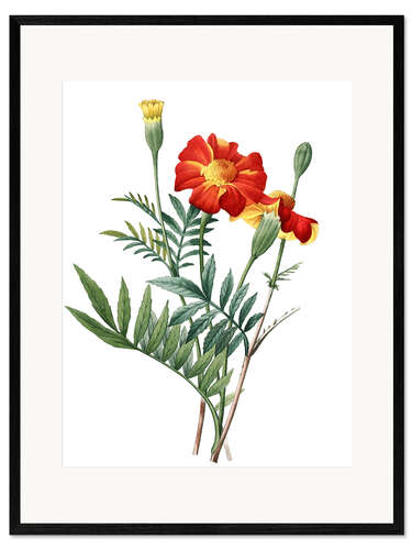 Impresión de arte enmarcada tagetes
