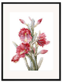 Gerahmter Kunstdruck Ein blühender Kaktus, Heliocereus Speciosus