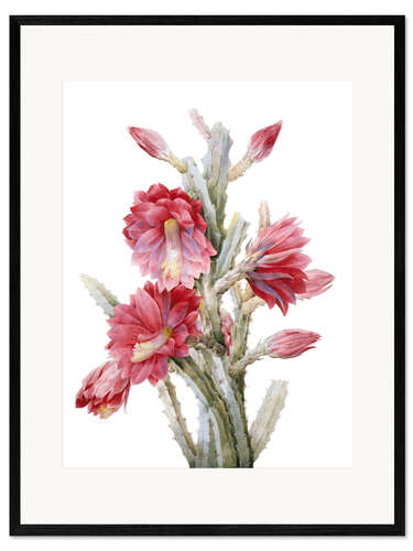 Impresión de arte enmarcada A Flowering Cactus, Heliocereus Speciosus