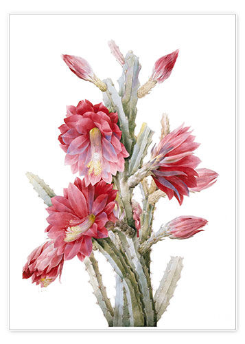 Poster Cactus fleuri