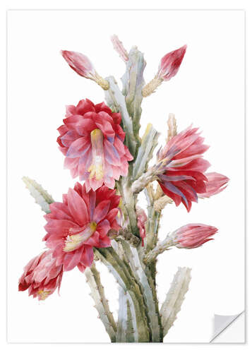 Wall sticker A Flowering Cactus, Heliocereus Speciosus