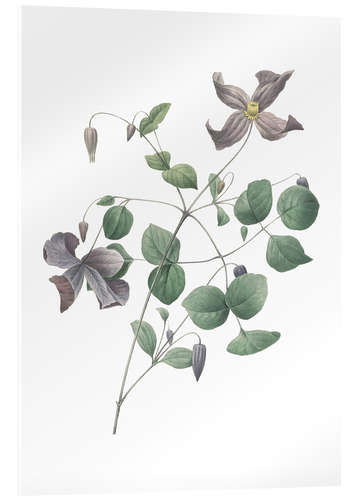 Acrylic print Clematis