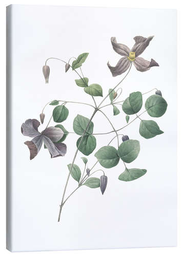 Canvas print Clematis