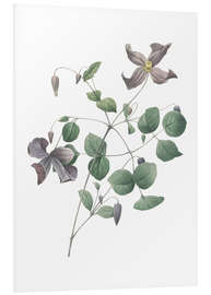 Foam board print Clematis