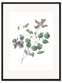 Gerahmter Kunstdruck Clematis