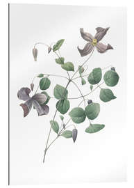 Gallery print Clematis