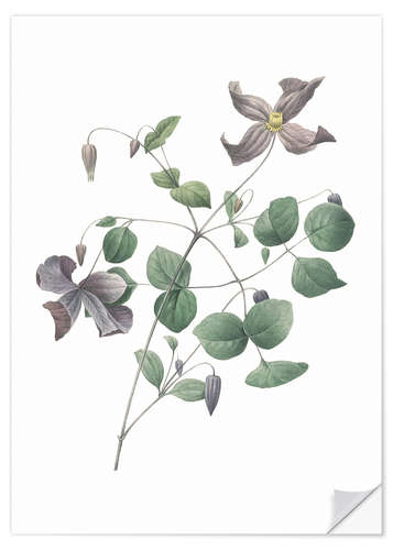 Wall sticker Clematis