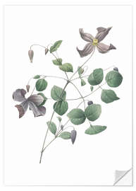 Wall sticker Clematis