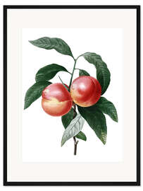 Gerahmter Kunstdruck Pfirsich