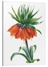 Cuadro de aluminio fritillaria imperialis