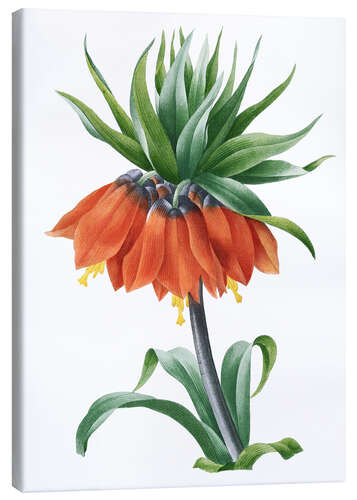 Canvastavla fritillaria imperialis