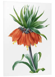 Foam board print fritillaria imperialis