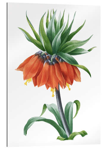 Galleritryk fritillaria imperialis