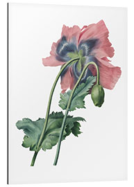 Aluminium print Poppy II