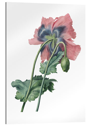 Gallery print Poppy II