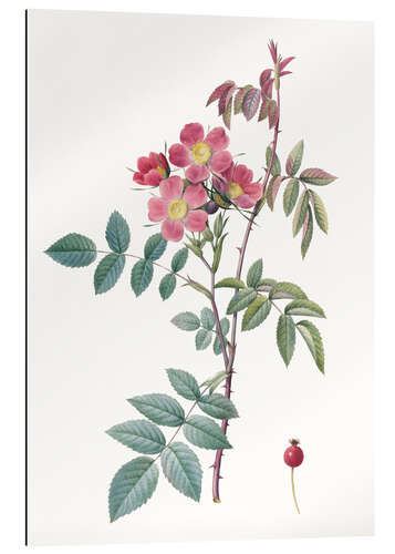 Galleriprint Rose IV