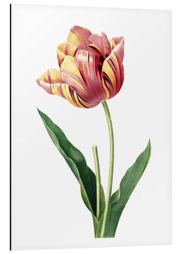 Aluminium print tulip