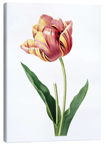 Canvas print tulip