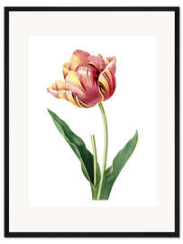 Gerahmter Kunstdruck Tulpe