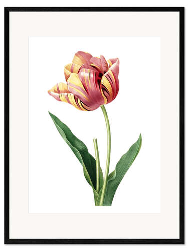 Gerahmter Kunstdruck Tulpe