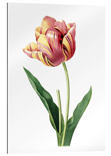 Gallery print tulip