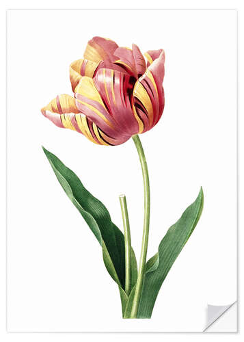 Wall sticker tulip