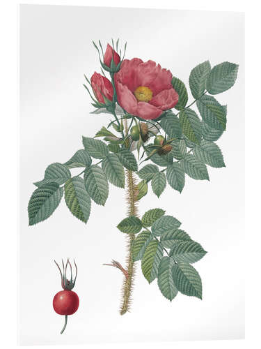 Acrylglasbild Kamtschatka Rose (Rosa Kamtschatica)